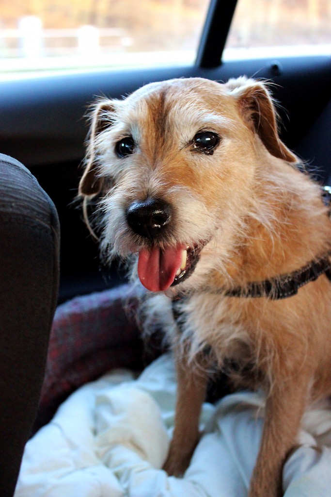 Wilson The Dog My VIP OAP xameliax