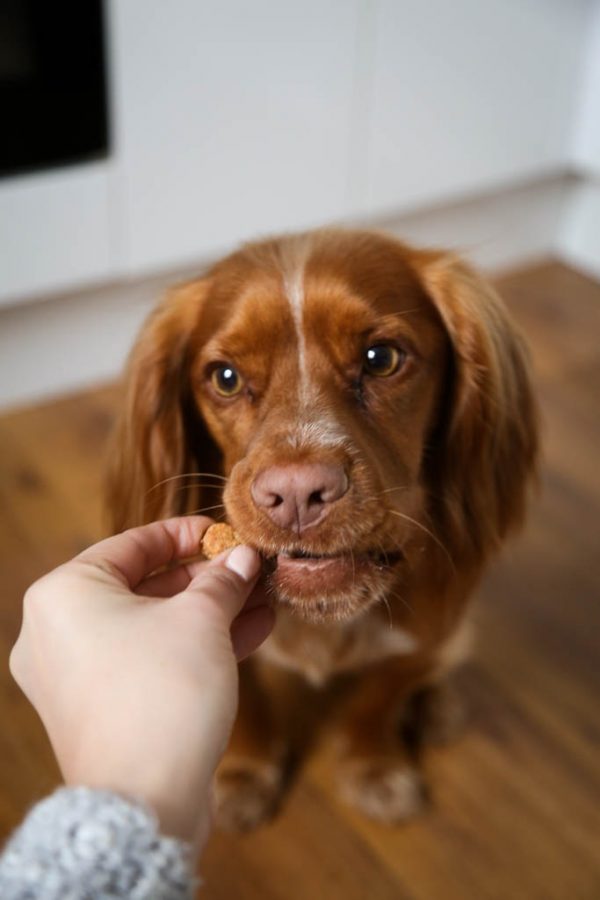All Natural Apple and Cheddar Dog Biscuits Recipe