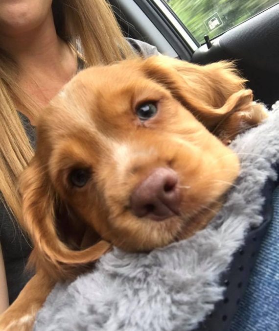 Buying a Puppy Online ESSENTIAL questions to asks and checks to do!