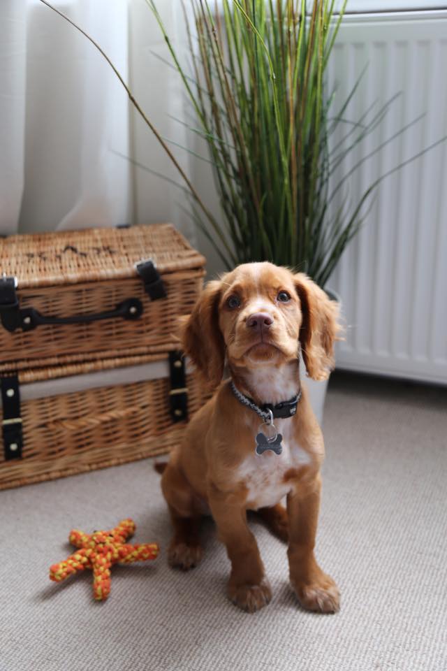 QUESTIONS TO ASK BEFORE PURCHASING A PUPPY visual data 6