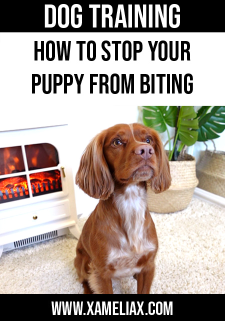 how to stop a puppy biting